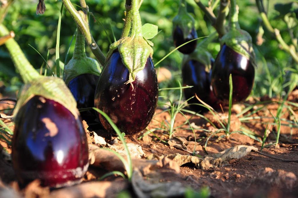 Agriturismo Terra Rossa Otranto Bagian luar foto